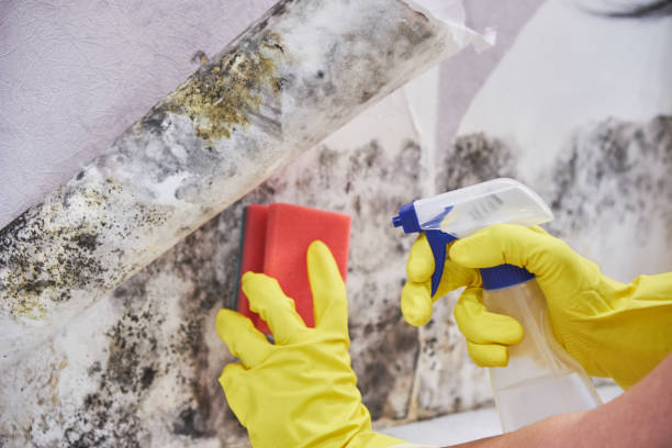 Mold Inspection